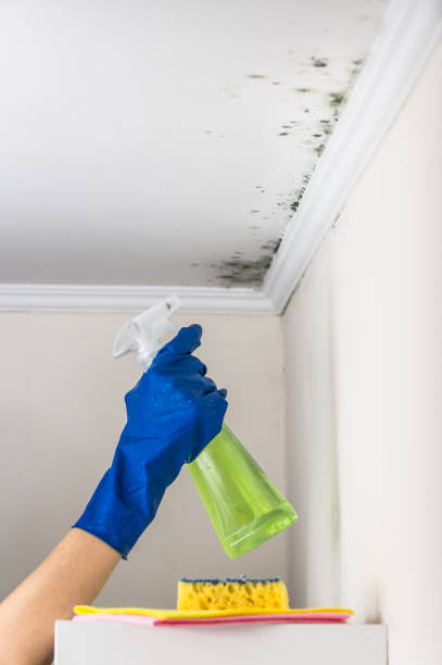 Trusted St Augustine Beach, FL Mold Removal Experts